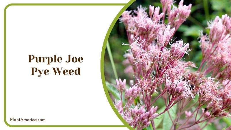 Majestic Purple Joe Pye Weed Plant America
