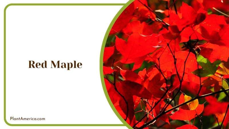Majestic Red Maple Tree Plant America