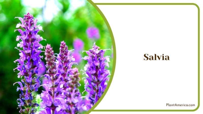 Majestic Salvia in a Forest Plant America Majestic Salvia in a Forest Plant America