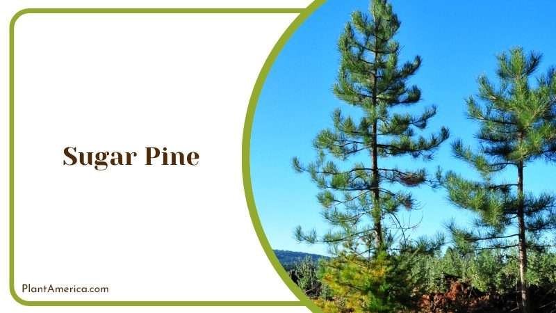 Majestic Sugar Pine Tree Majestic Sugar Pine Tree