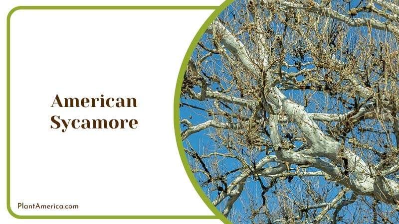 Majestic Sycamore Trees Plant America