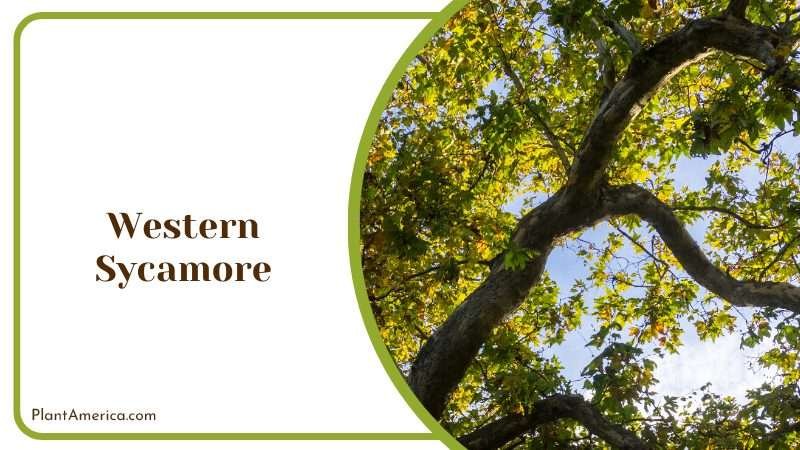 Majestic Western Sycamore Tree PlantAmerica Majestic Western Sycamore Tree PlantAmerica