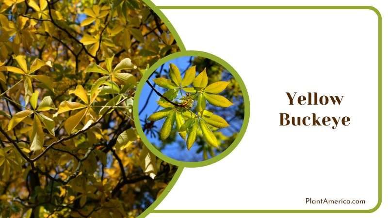 Majestic Yellow Buckeye Tree PlantAmerica