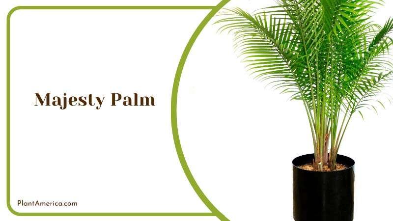 Majesty Palm Plant America Majesty Palm Plant America