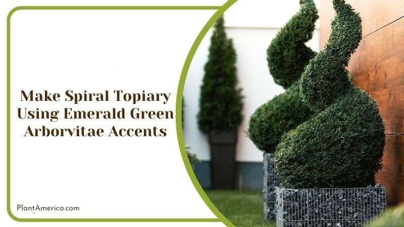 Make Spiral Topiary Using Emerald Green Arborvitae Plant America Make Spiral Topiary Using Emerald Green Arborvitae Plant America