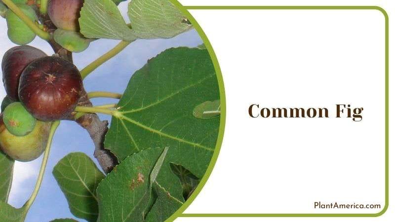Make Use of Common Fig Plant America Make Use of Common Fig Plant America