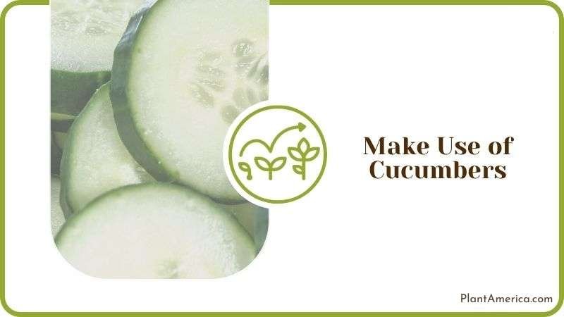 Make Use of Cucumbers Plant America