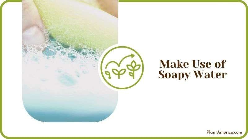 Make Use of Soapy Water Plant America