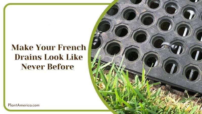 Make Your French Drains Look Like Never Before PlantAmerica