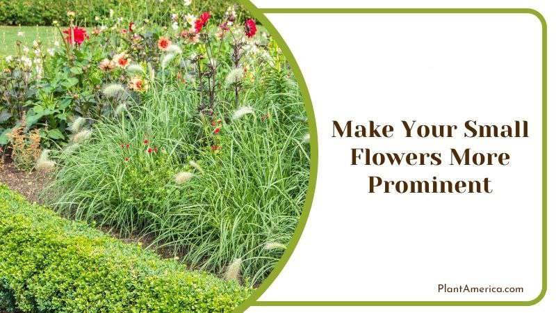 Make Your Small Flowers More Prominent PlantAmerica