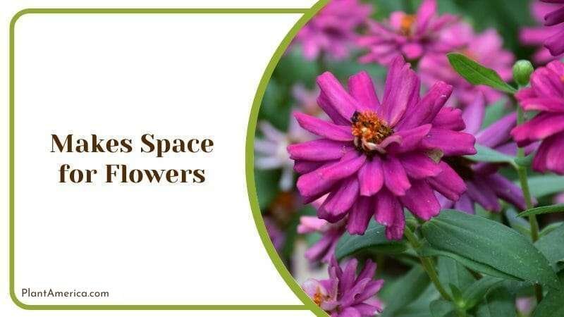 Makes Space for Flowers Plant America Makes Space for Flowers Plant America