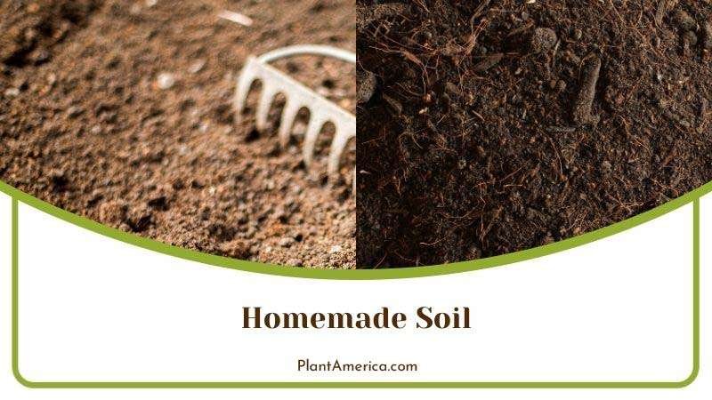 Katerina More Plants/Collage Image Homemade Soil