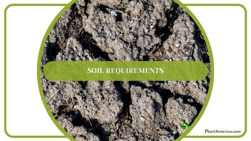 Making Ideal Soil for Rubber Plant Plant America