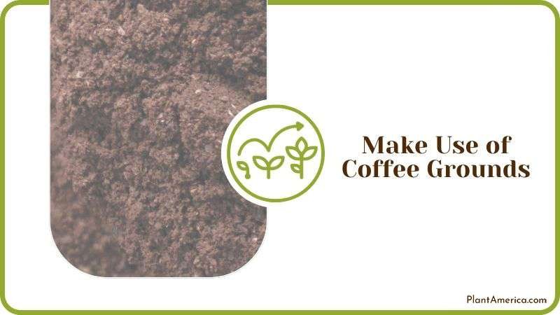 Making Use of Coffee Grounds Plant America