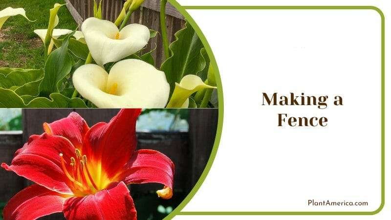 Making a Fence Plant America