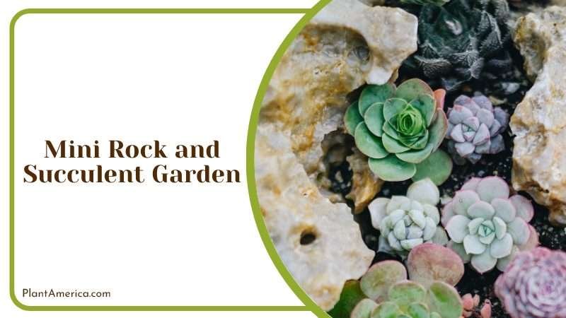 Making a Mini Rock and Succulent Garden Plant America