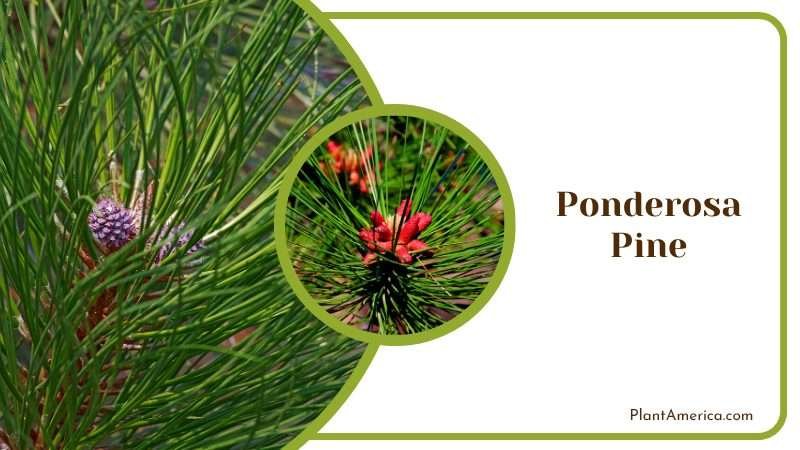 Male Cones on a Ponderosa Pine Tree PlantAmerica