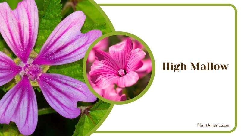Malva Sylvestris Known as High Mallow Plant America Malva Sylvestris Known as High Mallow Plant America