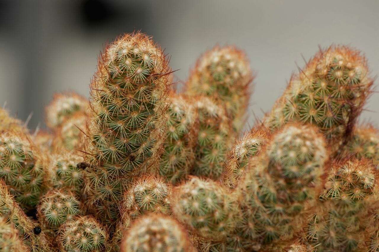 Mammillaria Elongata Gold Lace Cactus Plant America