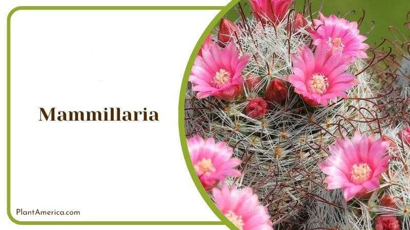 Mammillaria Plant Plant America