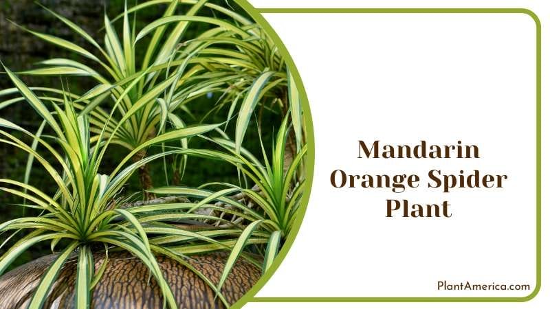 Mandarin Orange Spider Plant PlantAmerica