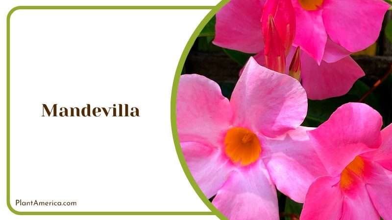 Mandevilla in Flower Pot on Trellis PlantAmerica Mandevilla in Flower Pot on Trellis PlantAmerica