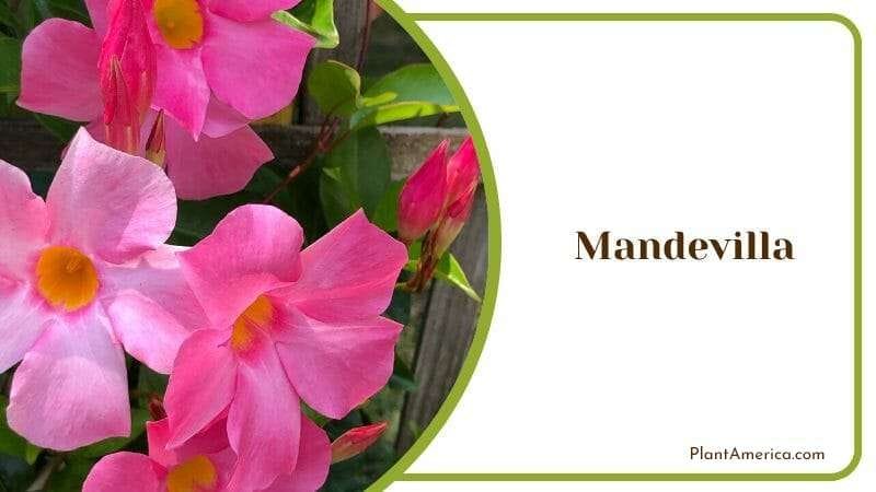 Mandevilla or rock trumpet