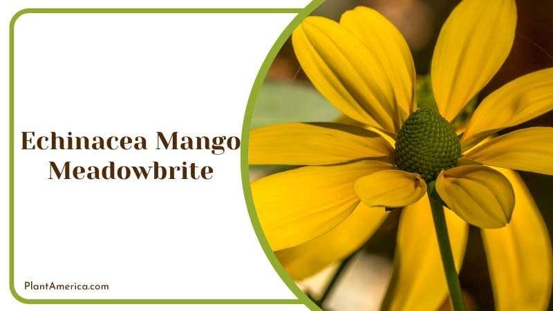 Mango Meadowbrite Flower Plant America Mango Meadowbrite Flower Plant America