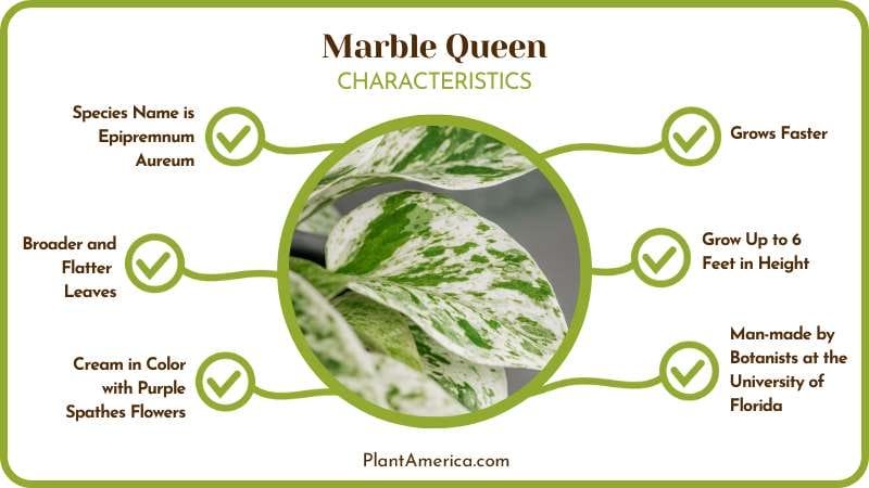 Manjula Pothos vs Marble Queen Characteristics Plant America