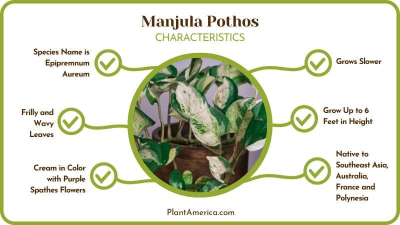 Manjula Pothos vs Marble Queen Comparison Guide Plant America