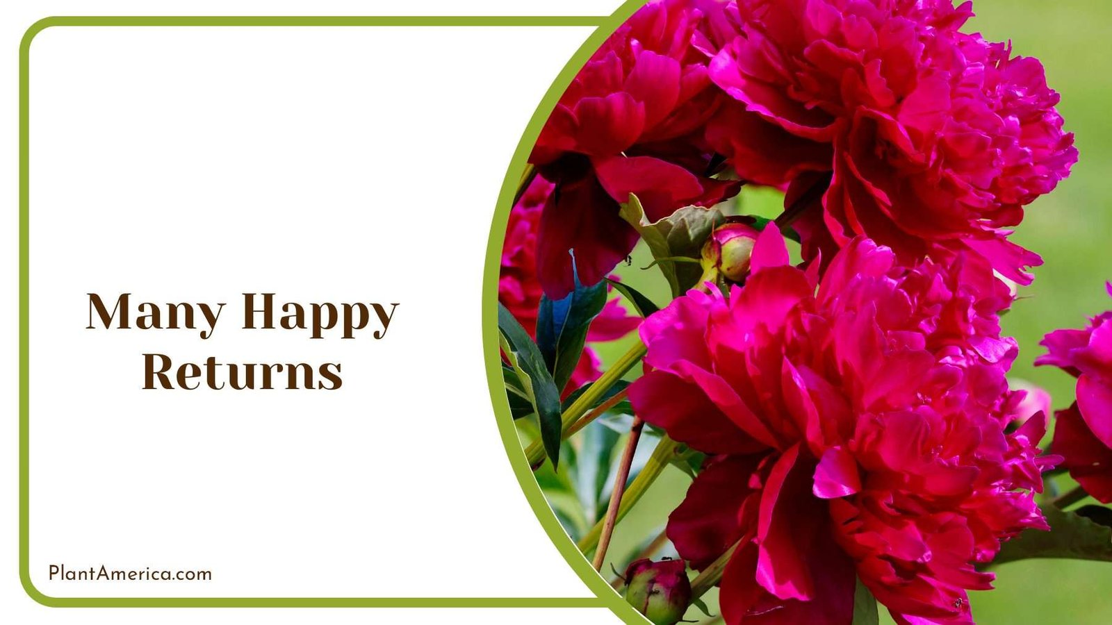 Many Happy Returns Plant America