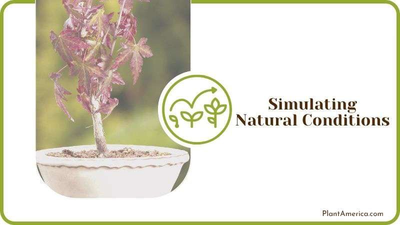 Maple Tree in Natural Conditions PlantAmerica