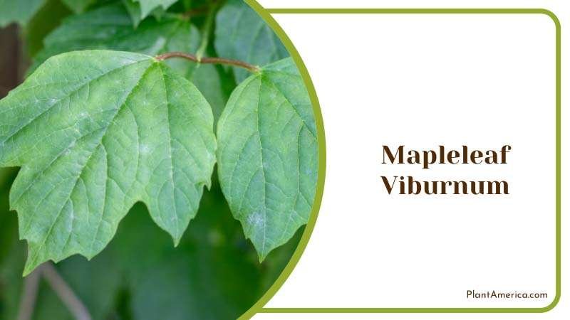 Mapleleaf Viburnum