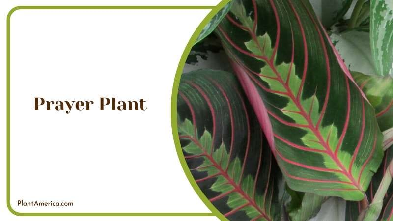Maranta Leuconeura Prayer Plant Plant America