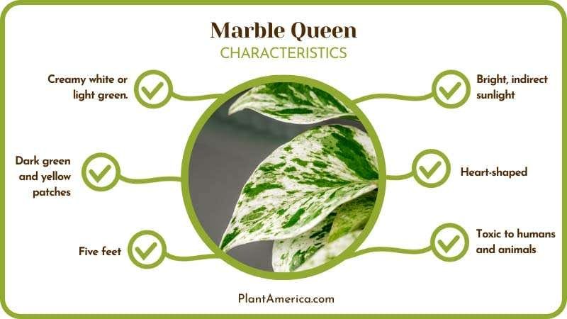 Marble Queen Plant Plant America