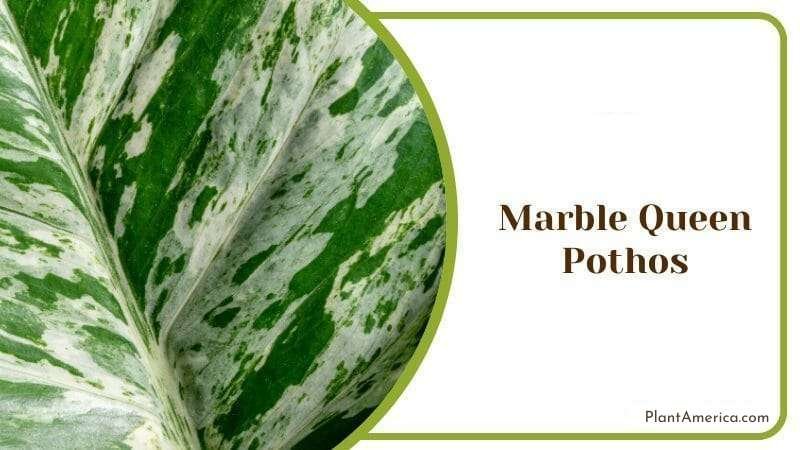 Marble Queen Pothos Plant America 1