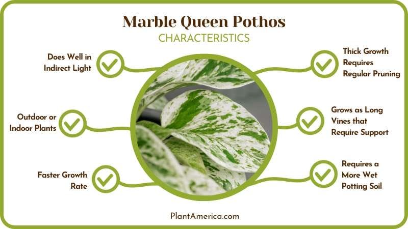Marble Queen Pothos Plant America