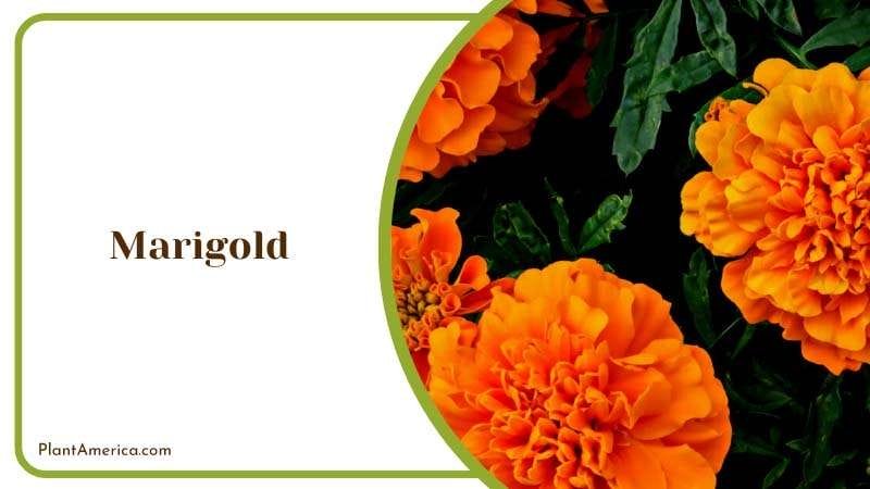 Marigold Mosquito Repelling Bloom PlantAmerica