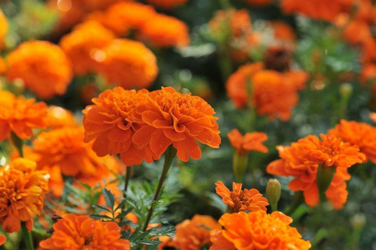 Marigold Plant America 1