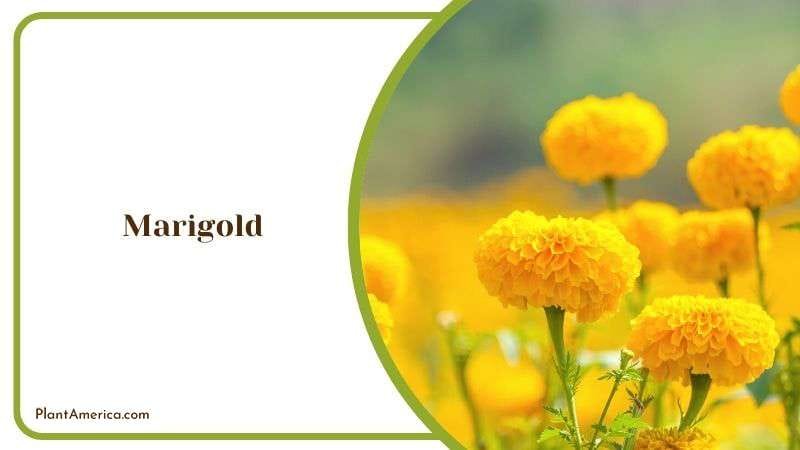 Marigold Plant America Marigold Plant America