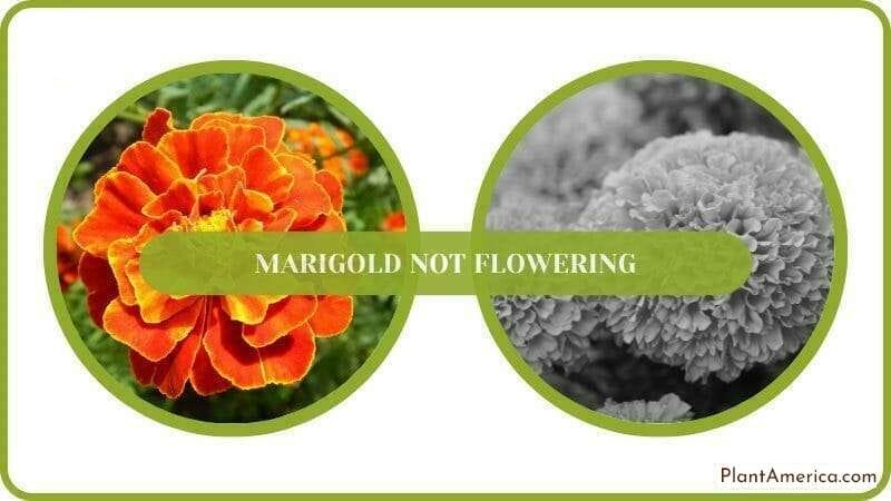 Marigold Plant with Flower PlantAmerica