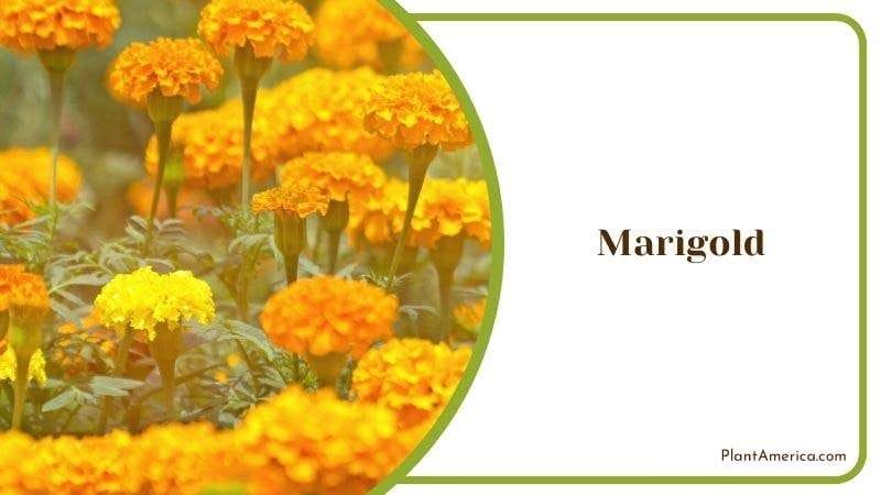 Marigold PlantAmerica