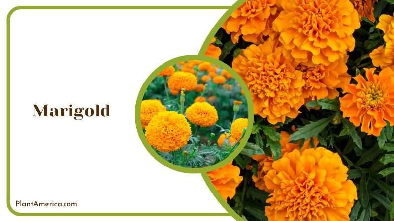 Marigold chuck full of pyrethrin Plant America