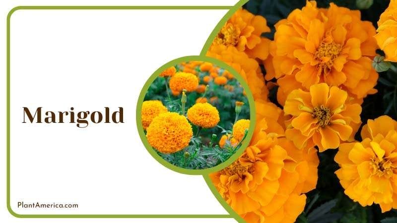 Marigold known to be mosquito repellent plants PlantAmerica