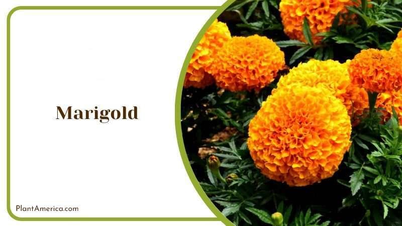 Marigold or Tagetes PlantAmerica