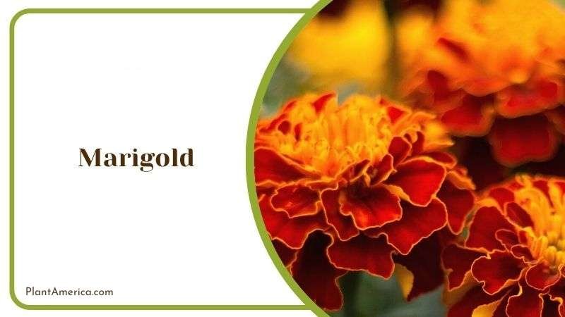 Marigolds Along With Zinnia Plant America