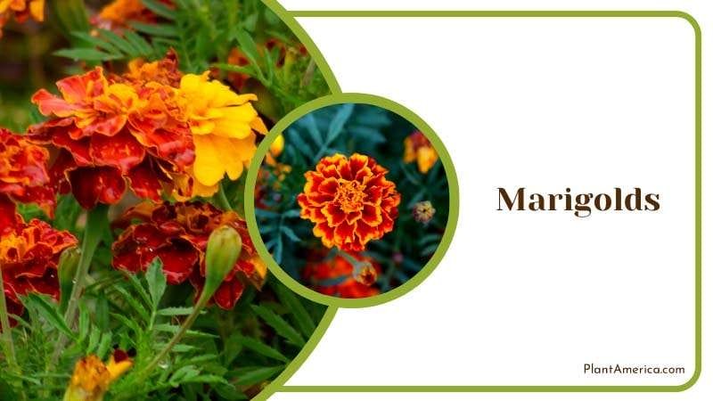 Marigolds Blossoms in Garden PlantAmerica Marigolds Blossoms in Garden PlantAmerica