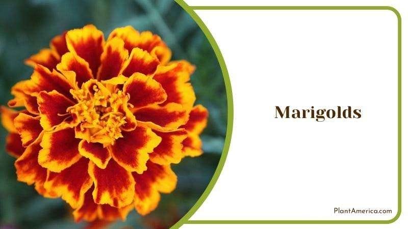 Marigolds PlantAmerica 1