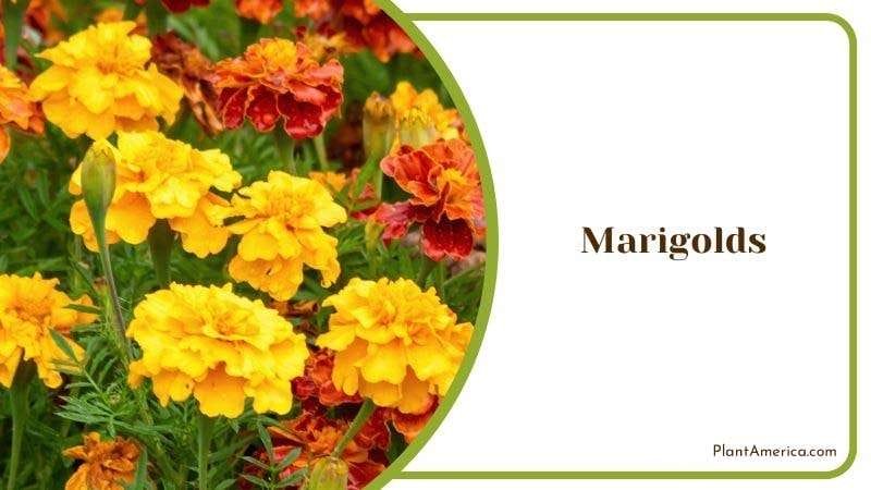 Marigolds PlantAmerica 2