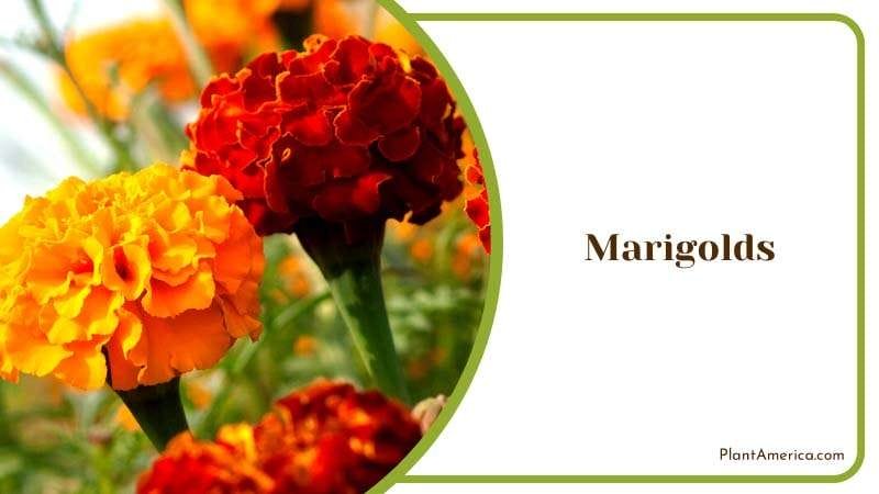 Marigolds Sunny Smiles PlantAmerica
